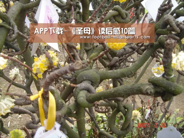 APP下载-《圣母》读后感10篇(图1) 米兰体育入口